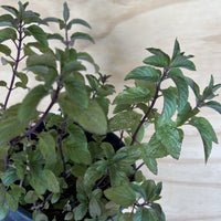 Chocolate Mint foliage