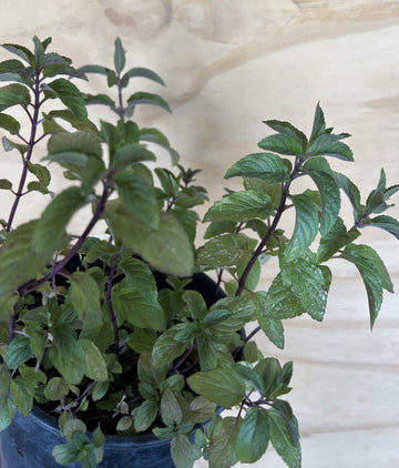 Chocolate Mint foliage