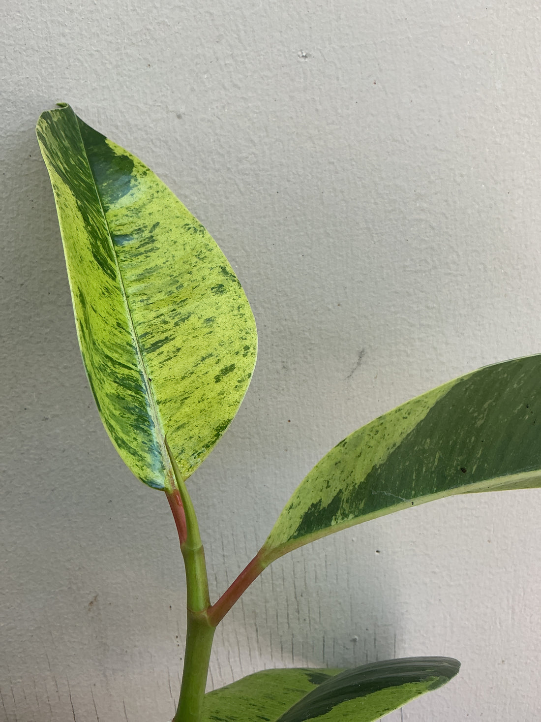 Ficus Elastica Shivereana ‘Moonshine’
