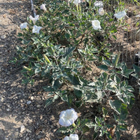 Datura wrightii