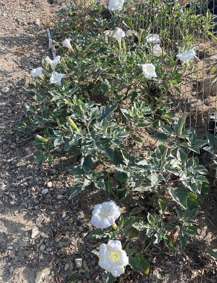 Datura wrightii