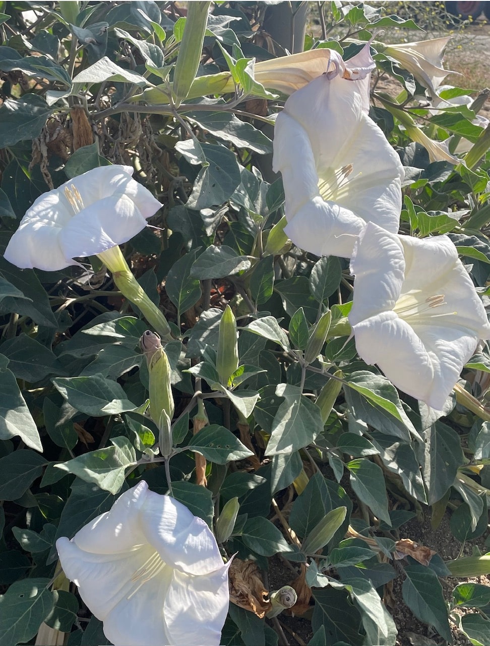 Datura wrightii flower