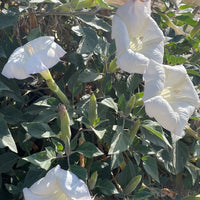 Datura wrightii flower