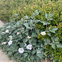 Datura wrightii mature flowering