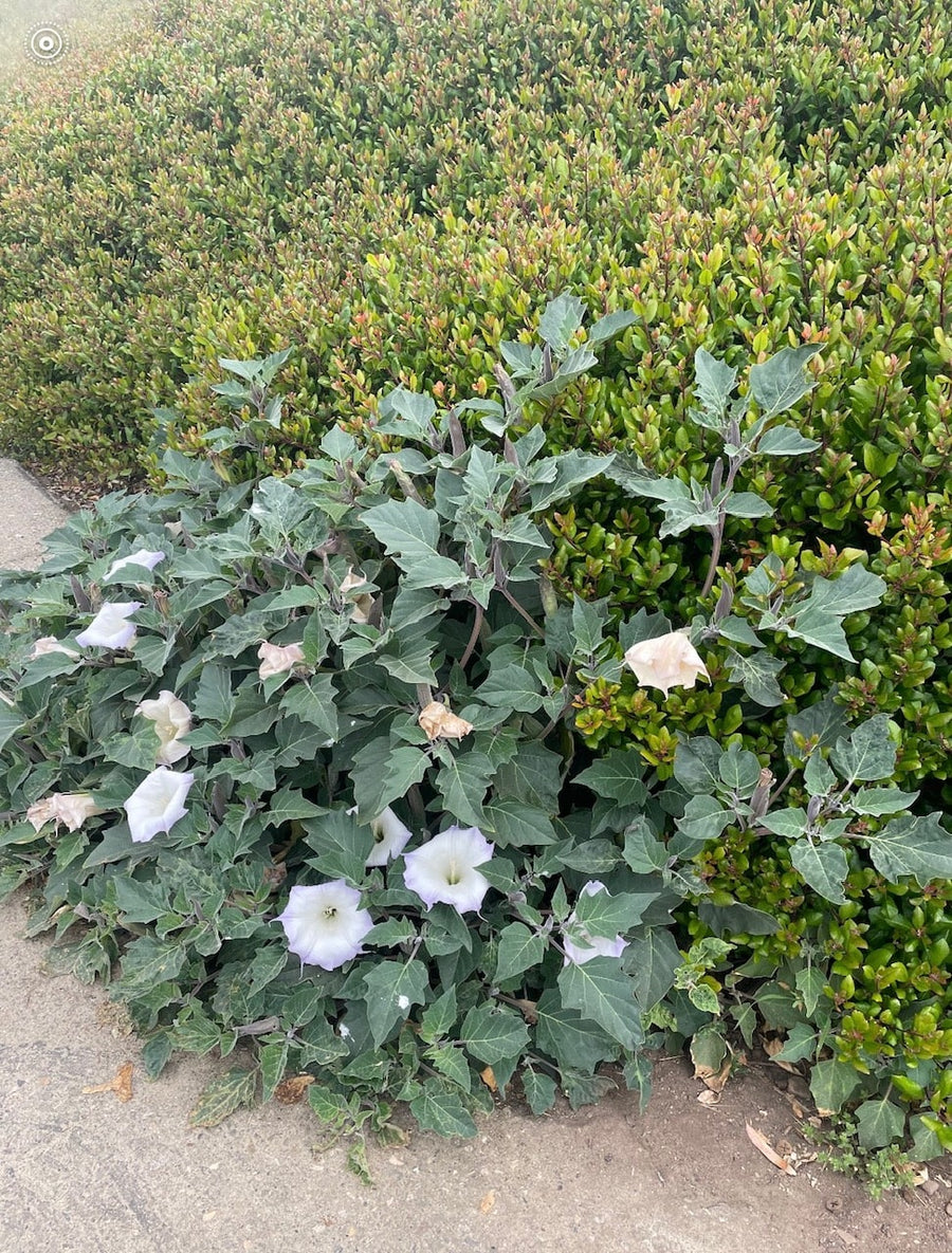 Datura wrightii mature flowering