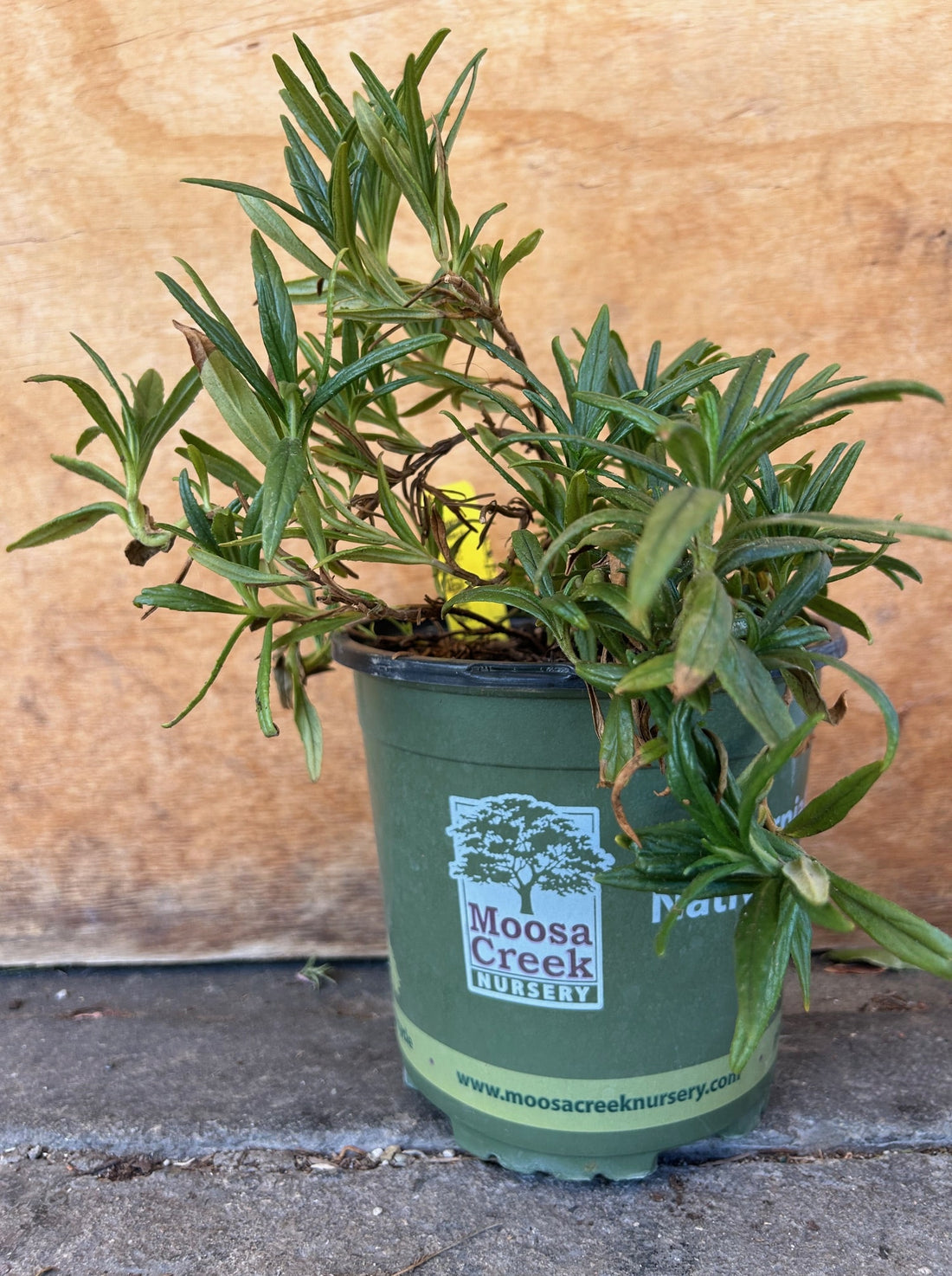 Diplacus aurantiacus var. aridus, Low Bush Monkeyflower