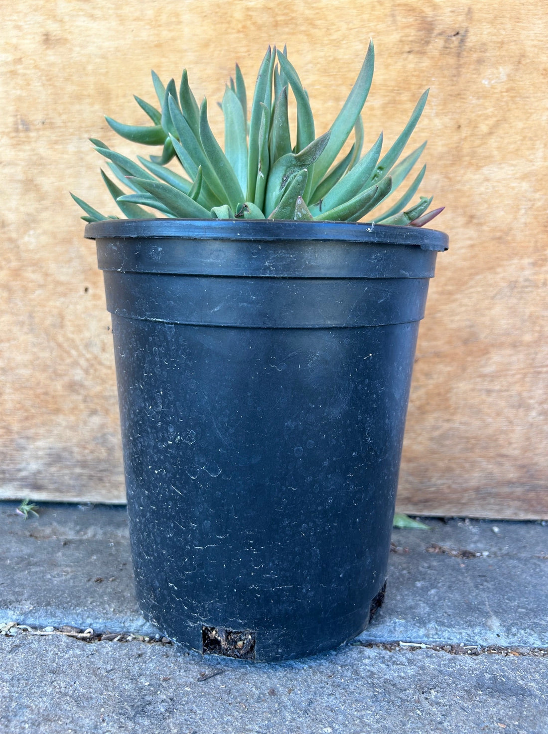 succulent lettuce Dudleya farinosa, Bluff Lettuce – Plant Material