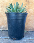 Dudleya farinosa, Bluff Lettuce 1 gallon