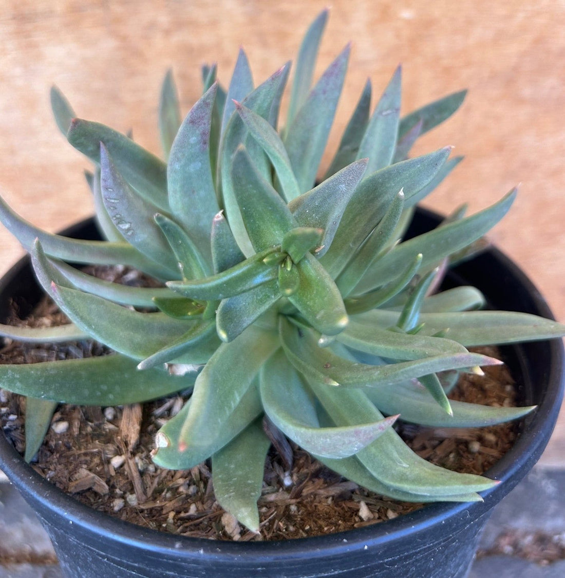 succulent lettuce Dudleya farinosa, Bluff Lettuce – Plant Material