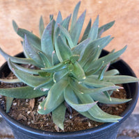 Dudleya farinosa, Bluff Lettuce