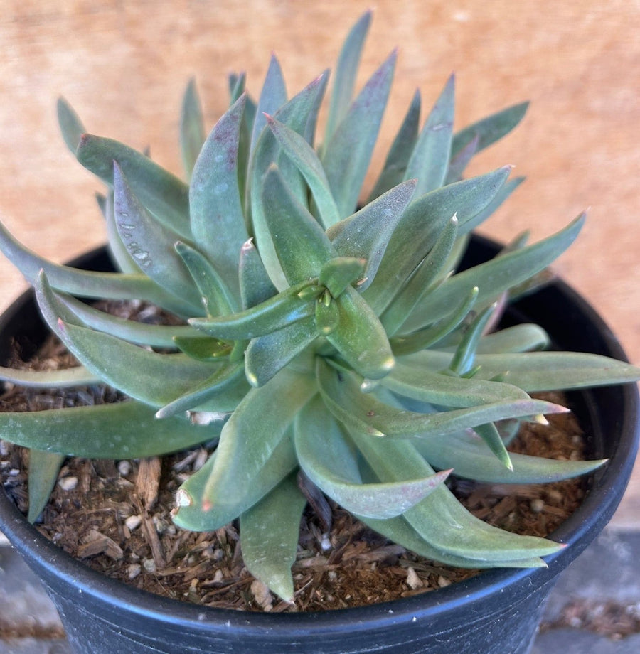 Dudleya farinosa, Bluff Lettuce