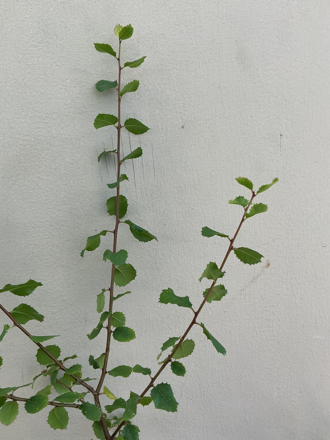 Rhamnus ilicifolia, (Rhamnus crocea ssp. ilicifolia)