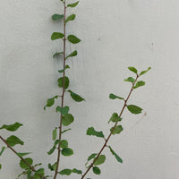 Rhamnus ilicifolia, (Rhamnus crocea ssp. ilicifolia)