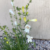 Penstemon heterophyllus 'GMR' White, White Foothill Penstemon