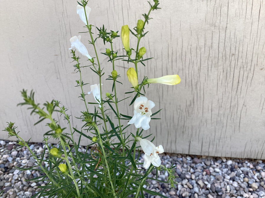 Penstemon heterophyllus 'GMR' White, White Foothill Penstemon