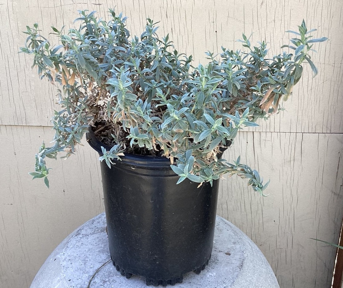 Epilobium (Zauschneria) 'Bert's Bluff'