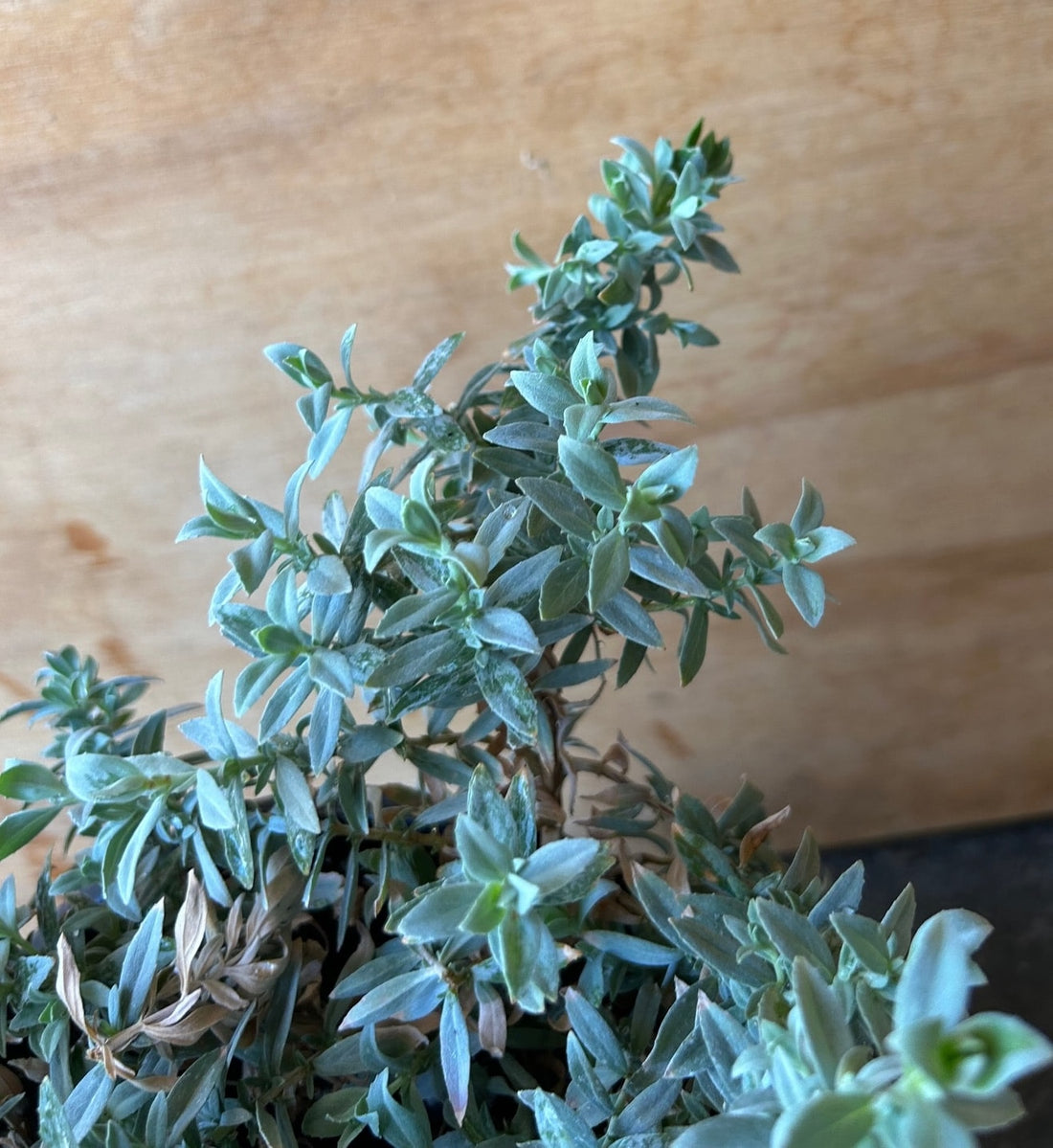 Epilobium (Zauschneria) 'Wayne Silver'