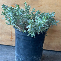 Epilobium (Zauschneria) 'Wayne Silver' 1 Gallon