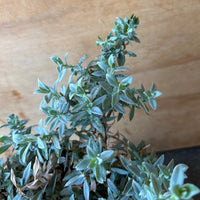 Epilobium (Zauschneria) 'Wayne Silver'