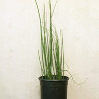 Equisetum hyemale var. robustum, Horsetail 1 Gallon