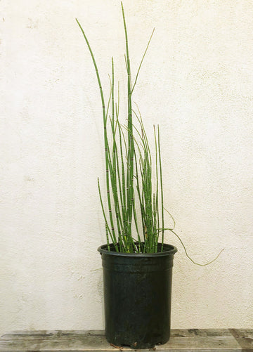 Equisetum hyemale var. robustum, Horsetail 1 Gallon