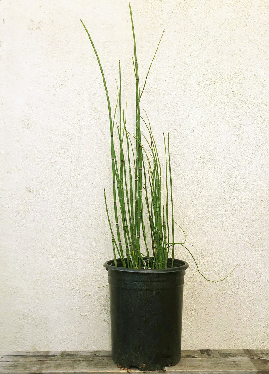 horsetail plant indoor or outdoor Equisetum hyemale var. robustum, Horsetail