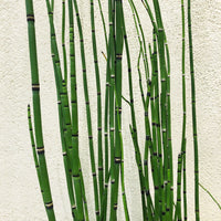 Equisetum hyemale var. robustum, Horsetail