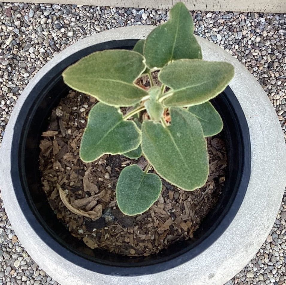 Eriogonum compositum var. compositum, Arrow Leaf Buckwheat