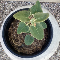 Eriogonum compositum var. compositum, Arrow Leaf Buckwheat