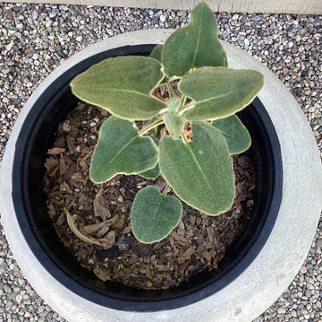 Eriogonum compositum var. compositum, Arrow Leaf Buckwheat