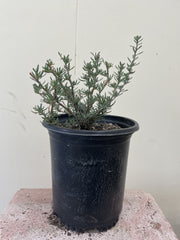 Eriogonum fasciculatum, California buckwheat