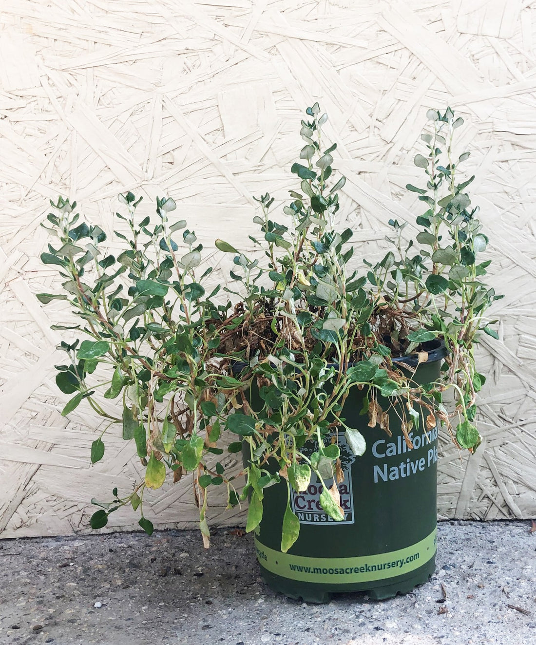 Eriogonum parvifolium, Sea Cliff Buckwheat 1 Gallon