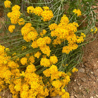 Eriophyllum confertiflorum, Golden Yarrow flower