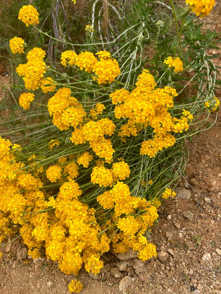 Eriophyllum confertiflorum, Golden Yarrow flower