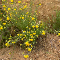 Eriophyllum confertiflorum, Golden Yarrow nature