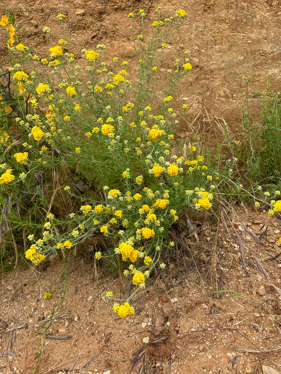 Eriophyllum confertiflorum, Golden Yarrow nature