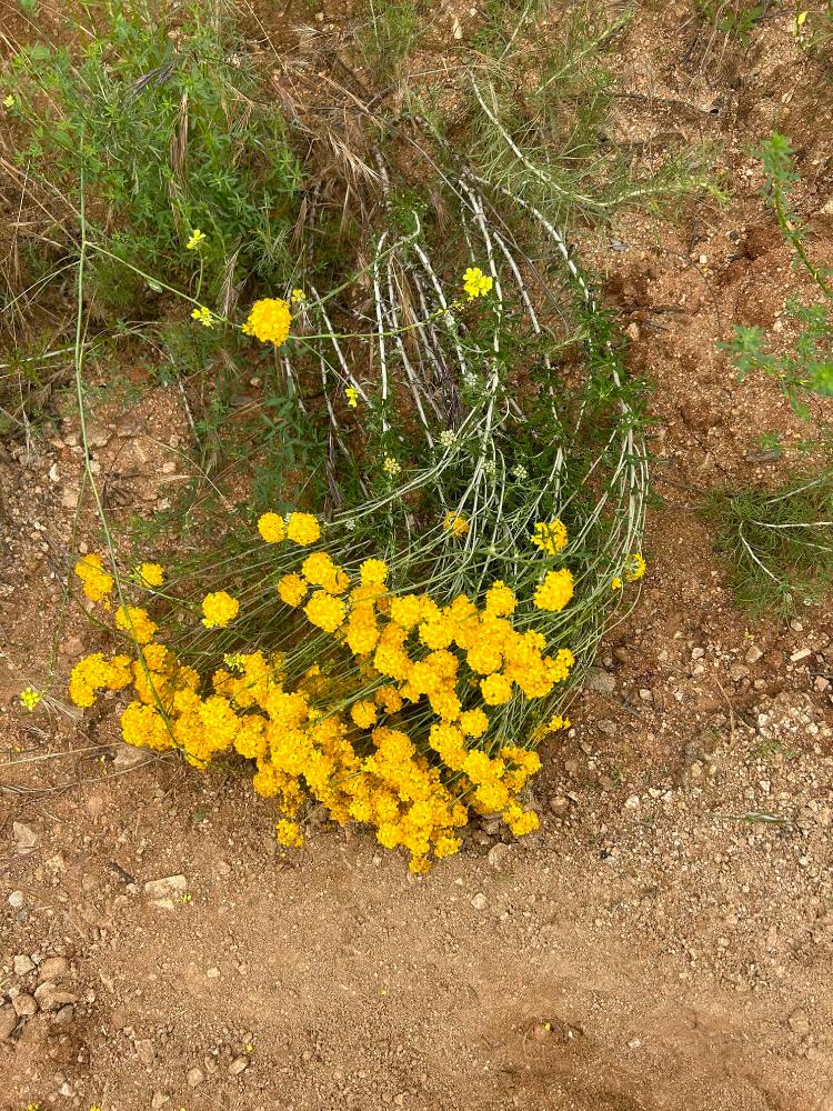 Eriophyllum confertiflorum, Golden Yarrow nature yellow flower