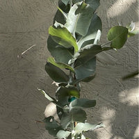 Eucalyptus macrocarpa, Rose of the West