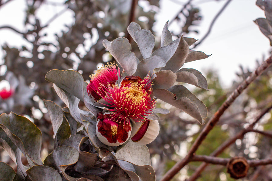 Eucalyptus macrocarpa, Rose of the West