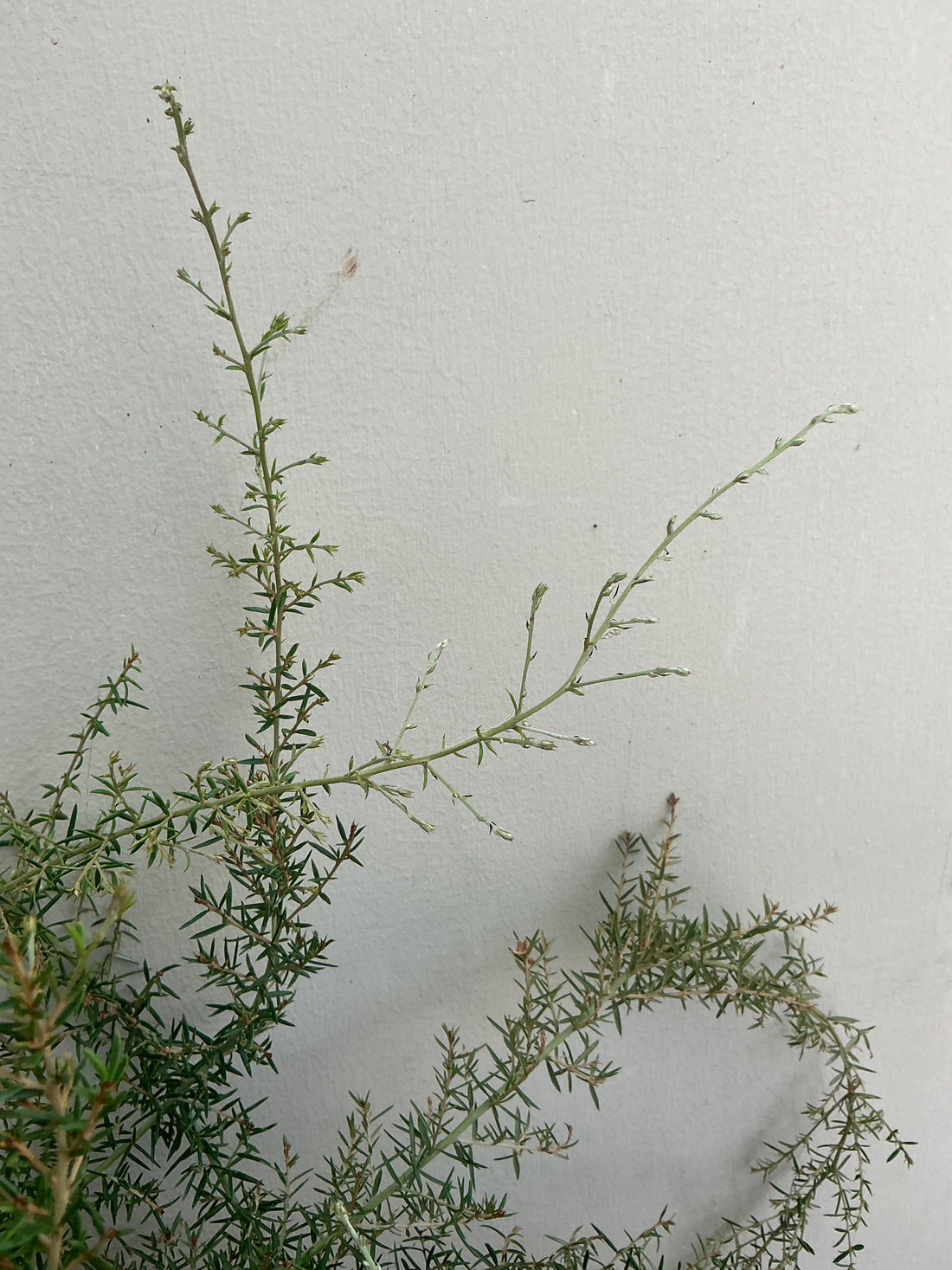 Grevillea 'Molonglo'