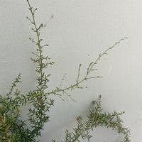 Grevillea 'Molonglo'