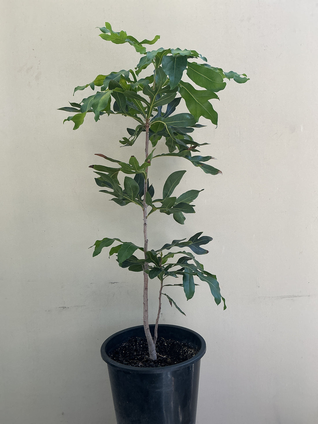 Stenocarpus sinuatus , Firewheel Tree