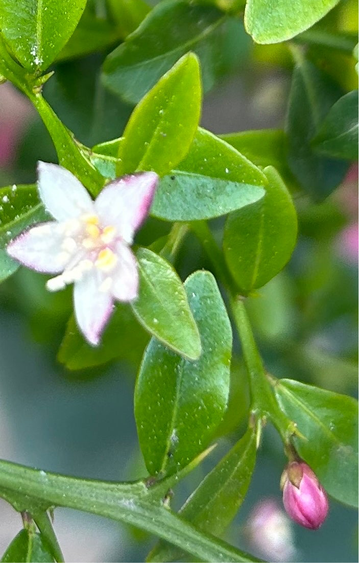 Australian Finger Lime, dwarf – Plant Material