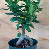 Ficus Bonsai Microcarpa Ginseng