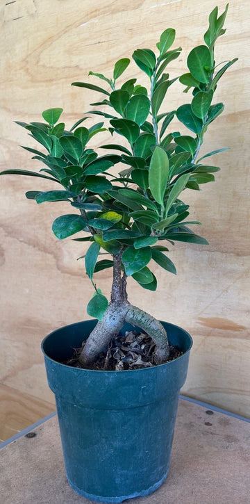 Ficus Bonsai Microcarpa Ginseng