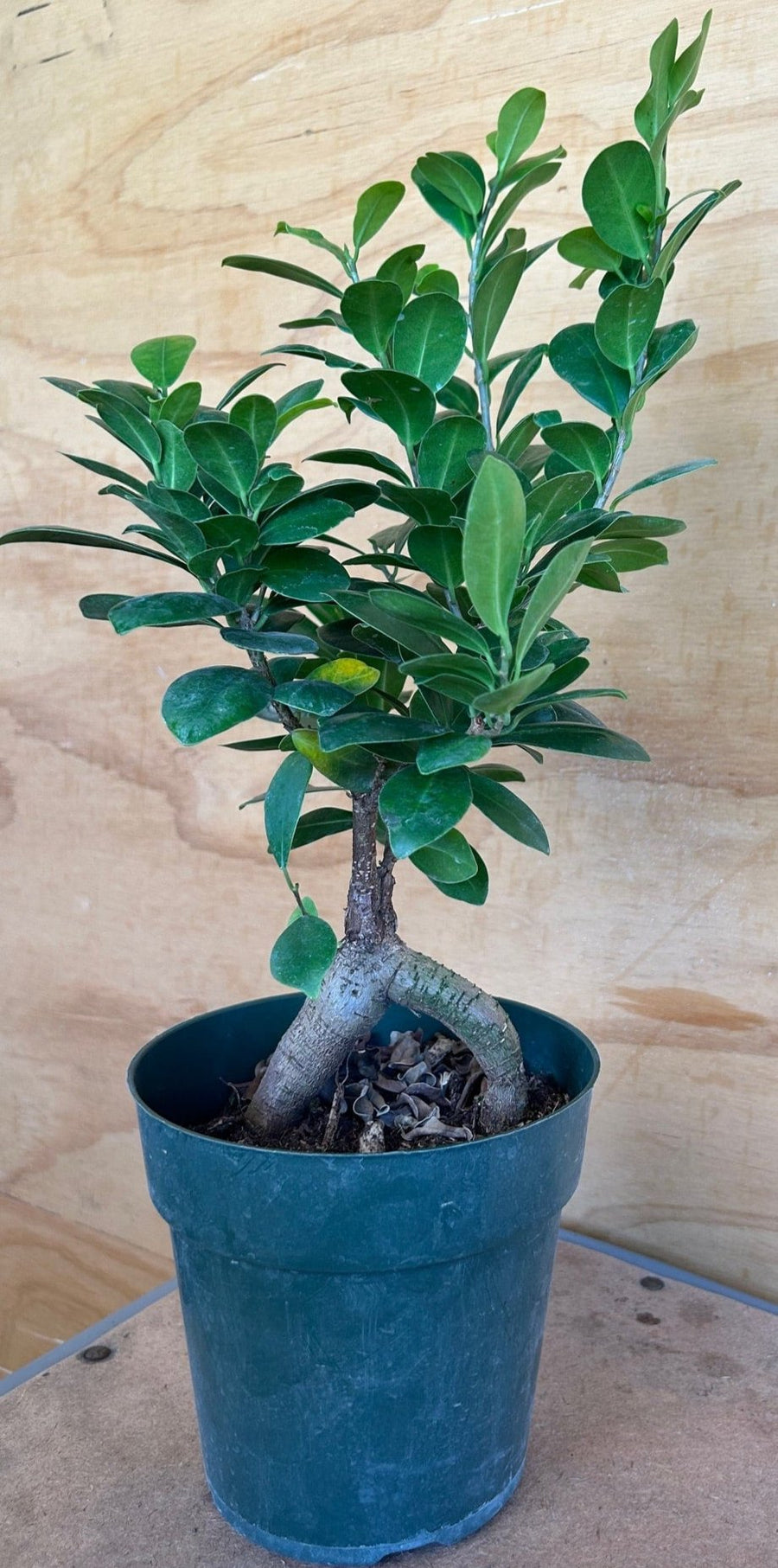 ficus microcarpa ginseng bonsai tree Ficus Bonsai Microcarpa Ginseng – Plant Material