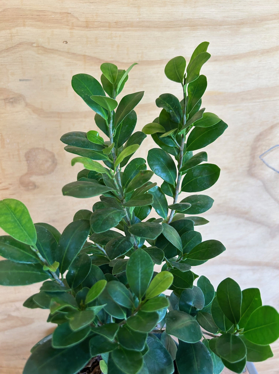 Ficus Bonsai Microcarpa Ginseng foliage