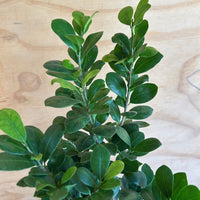 Ficus Bonsai Microcarpa Ginseng foliage