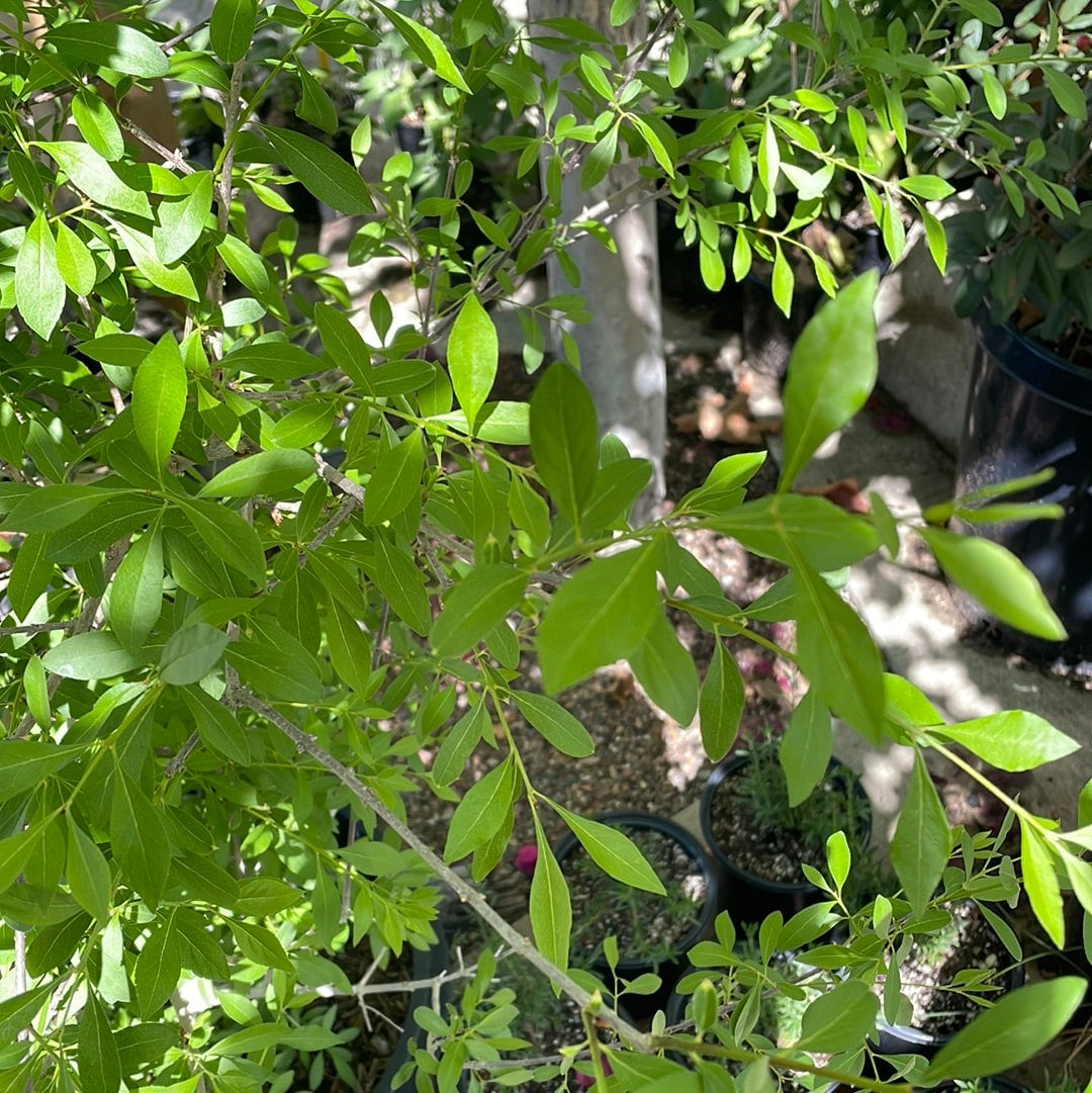 Forestiera pubescens, Desert Olive foliage