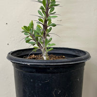 Fouquieria splendens, Ocotillo 1 gallon